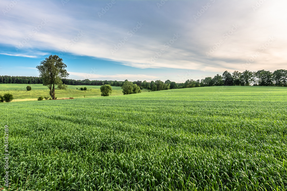 Obraz premium Green field landscape at spring, fresh green grass, agricultural area with cereal cultivation