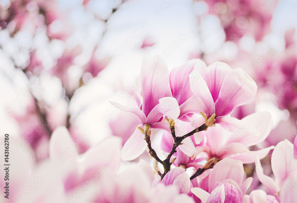 Blooming pink magnolia dream