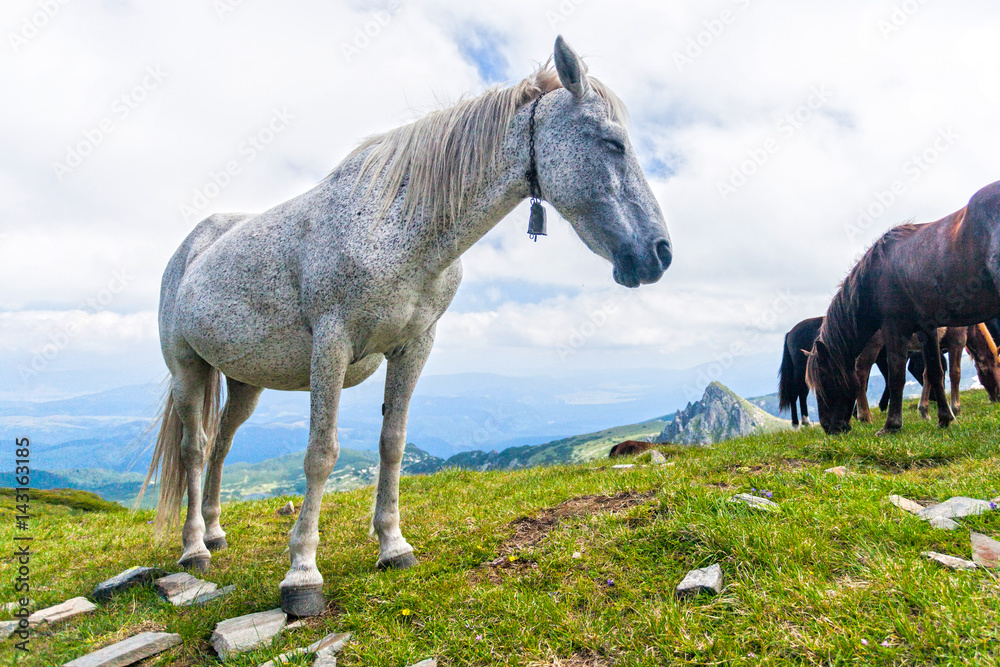 Obraz premium Horse with a bell