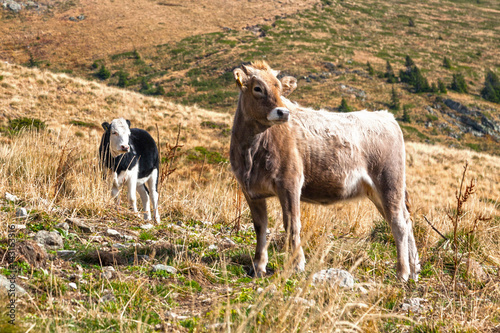 Fototapeta Naklejka Na Ścianę i Meble -  Stirk and cow in the mountain