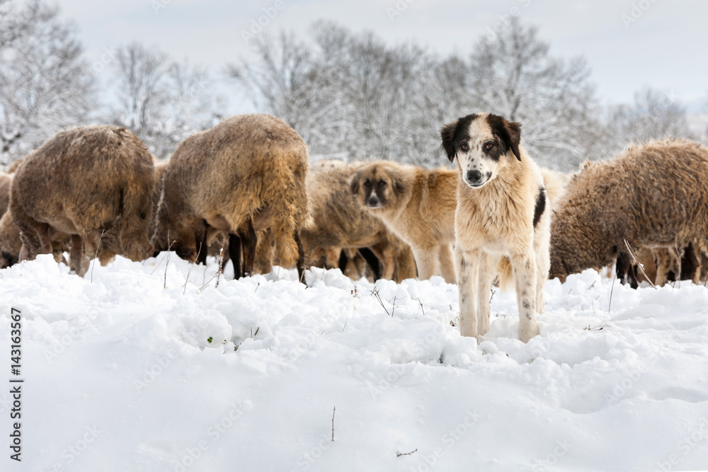 Fototapeta premium Angry shepherd dog keeping the lambs