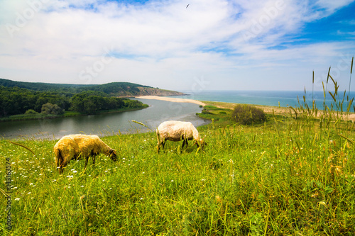 Lambs by the sea