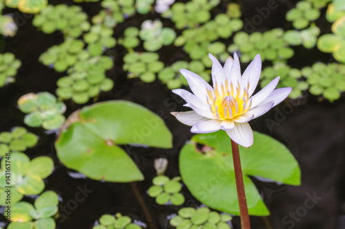 Pond with white waterlily