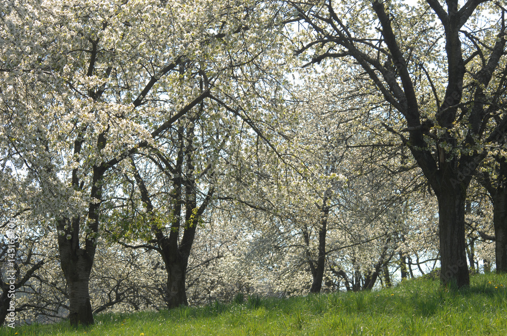 Frühling und Baumblüte im Odenwald