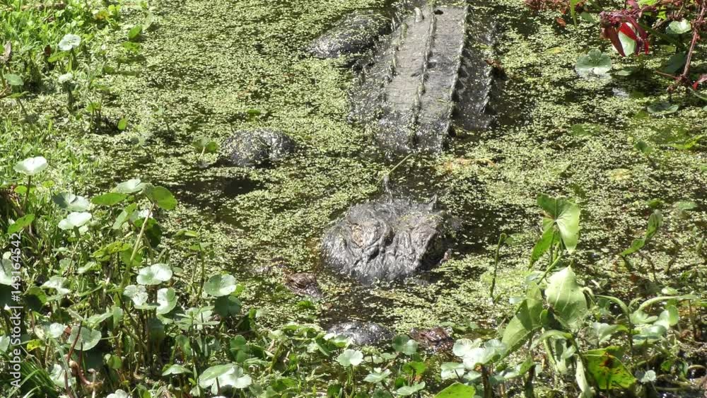 baby american alligators near their mother baby american alligators near their mother