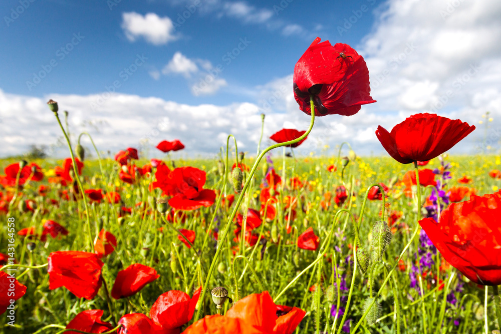 Naklejka premium Sunny lawn with red hood poppies