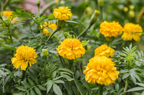 Marigold flowers in the garden near.