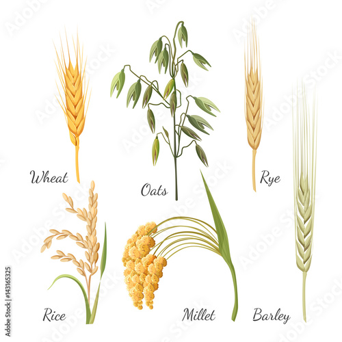 Barley, wheat, rye, rice, millet and green oat. Vector illustration