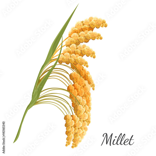 Yellow millet isolated on white. Realistic vector illustration of cereal photo