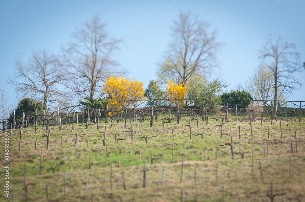 Tilt shift effect of top hill prosecco vineyard row in springtime