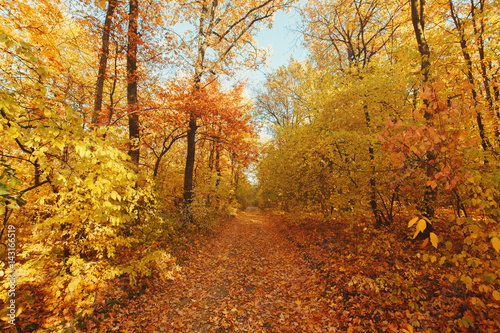 Fototapeta Naklejka Na Ścianę i Meble -  Colorful autumn trees in forest