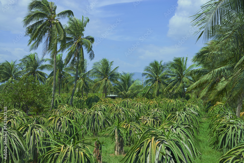 Obraz premium dragon fruit on plantation in Vietnam