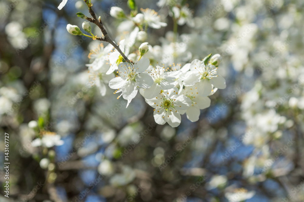 Sunny day and Plum tree with white Spring Blossoms over blurred nature background Sunny day and Plum tree with white Spring Blossoms over blurred nature background
