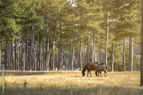 Female Horse With Her Baby Eating Grass From Field In Pine Tree Forest At Sunset