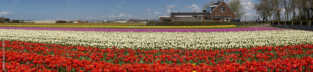 Tulip Culture,  Netherlands