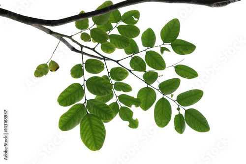 Wallpaper Mural Green tree branch isolated Torontodigital.ca