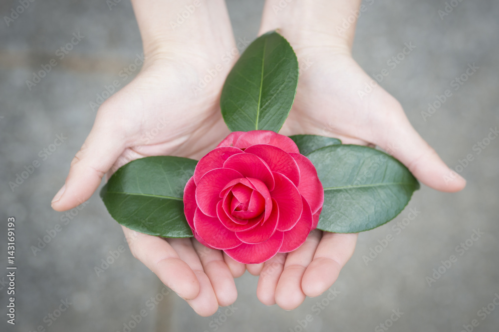 椿の花を差し出す女性の手 Stock 写真 Adobe Stock