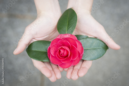 椿の花を差し出す女性の手 Stock 写真 Adobe Stock 椿の花を差し出す女性の手 Stock 写真 Adobe Stock
