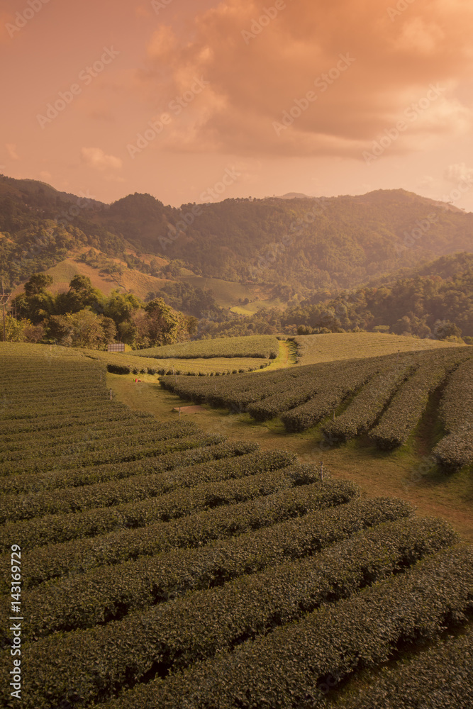 THAILAND CHIANG RAI MAE SALONG TEA PLANTATION THAILAND CHIANG RAI MAE SALONG TEA PLANTATION