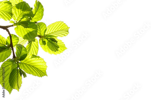 branch with spring young leaves of hazelnut tree on a Sunny day, isolated on white
