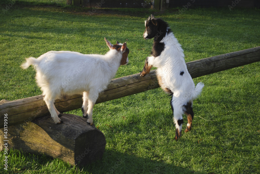 Goat jumped up on a wooden log.