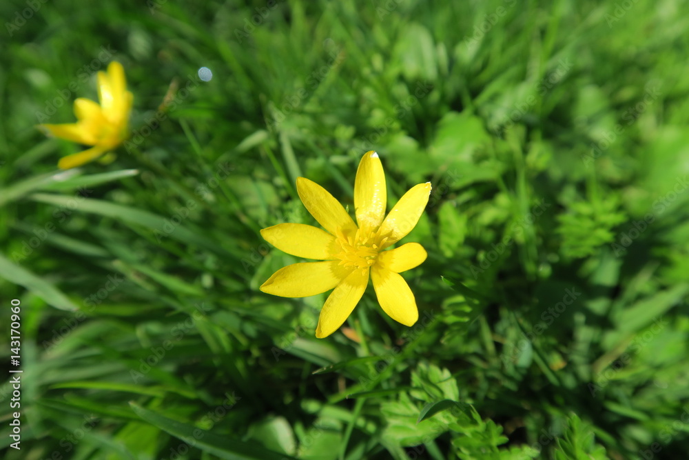 Obraz premium Aufblühen im Frühling einer gelben Blume