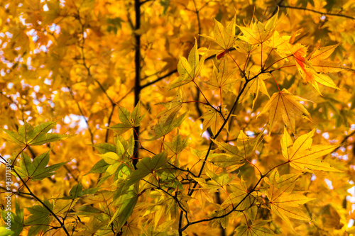 Autumn maple tree with fall leaves
