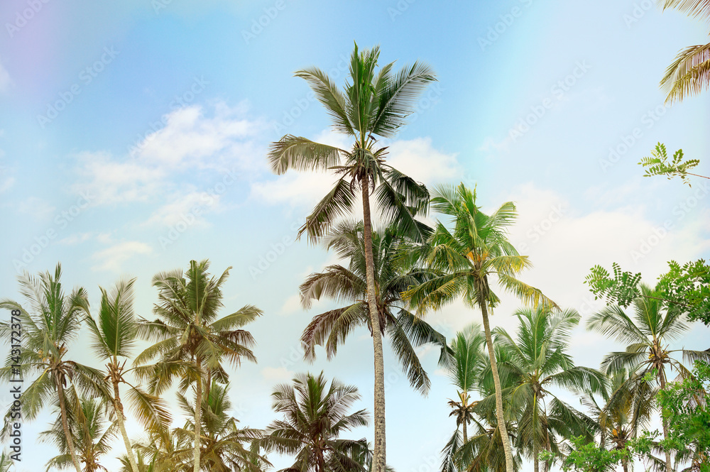 Palm trees against the blue sky with clouds