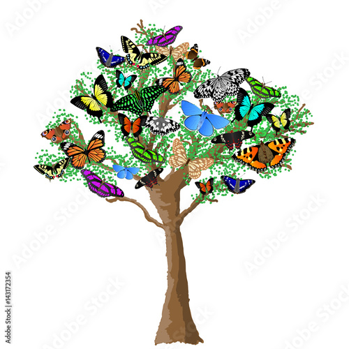 Butterfly Tree