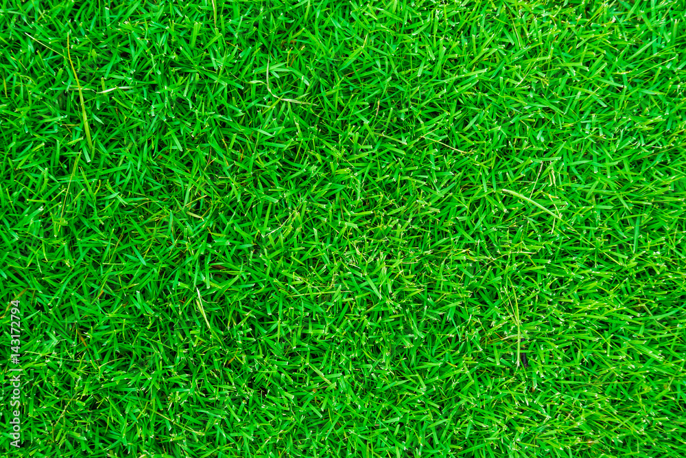 Nature green grass texture above view