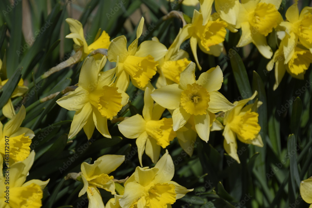 Spring flowering bulb plants in the flowerbed. Flowers daffodil yellow Spring flowering bulb plants in the flowerbed. Flowers daffodil yellow