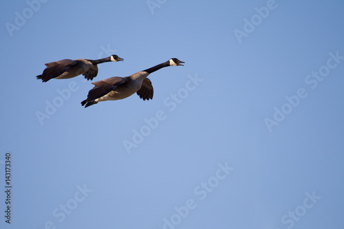 Flying Canada Geese in Blue Sky