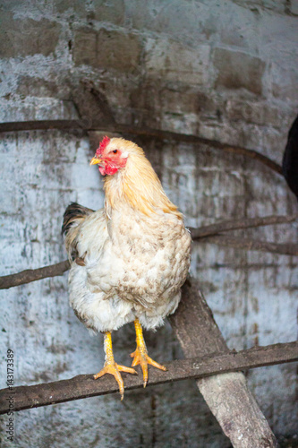 Backyard Chicken farming photo