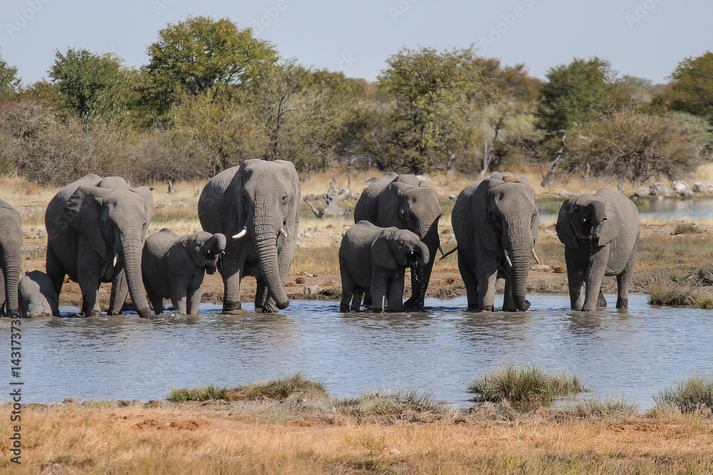 Fototapeta premium Rodzina słoni wody pitnej w wodopoju. Park Narodowy Etosha - Namibia