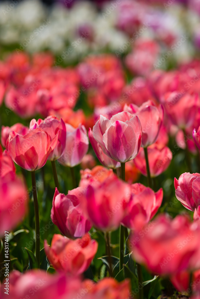 Pink Tulips