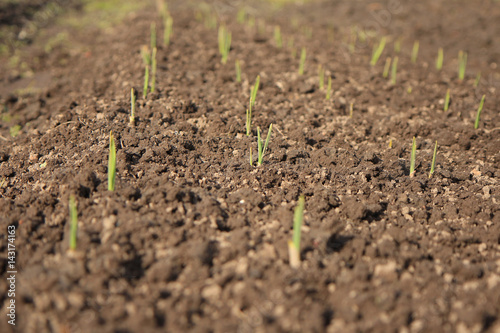 Young green sprout of garlic in the grounde on the field