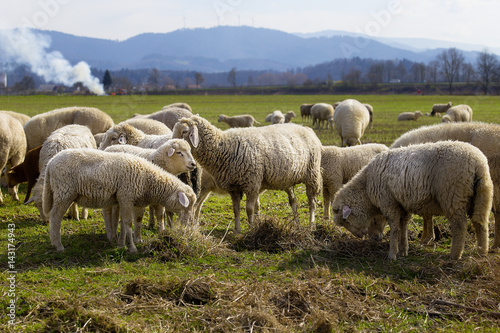 Schafe und Lämmer
