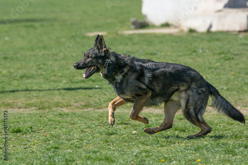 German Shepherd Running Through the Grass © popovj2