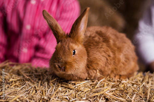 Funny little rabbit among Easter eggs in velour grass,rabbits with Easter eggs,close-up pair of easter bunny,Cute rabbit small bunny domestic pet with long ears and fluffy fur coat 