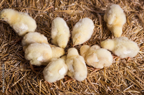 Yellow chickens on a haystack,Little Yellow Chickens,Little sleepy newborn yellow chickens in nest,newborn chickens in hay nest