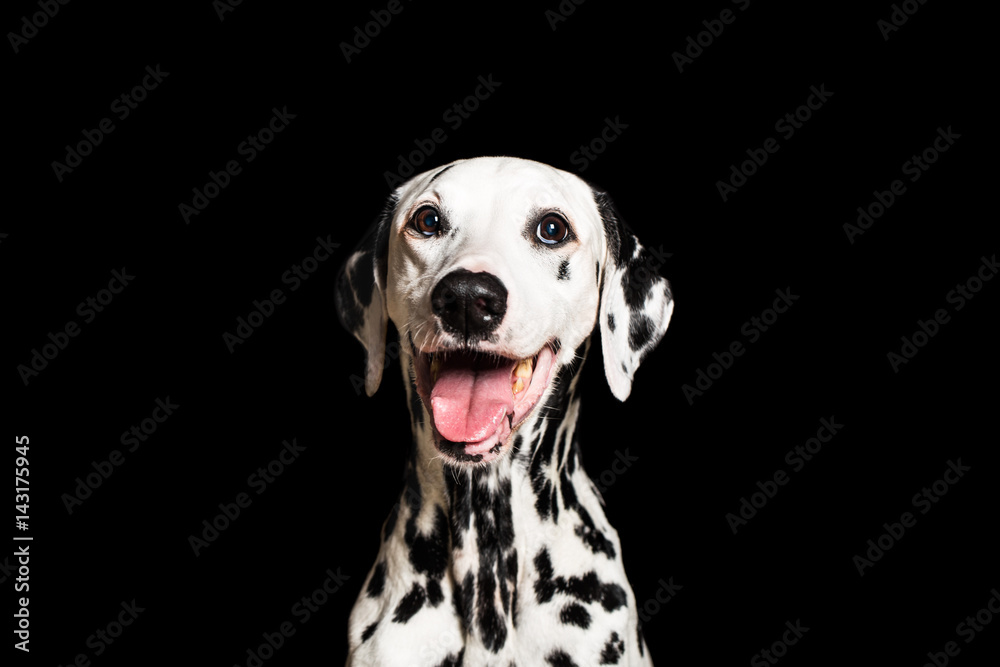 Dalmatian breathing with mouth