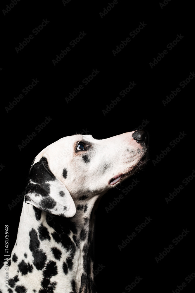 Beautiful Dalmatian on black - obrazy, fototapety, plakaty 
