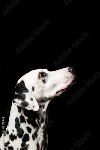 Obraz na płótnie Beautiful Dalmatian on black w salonie