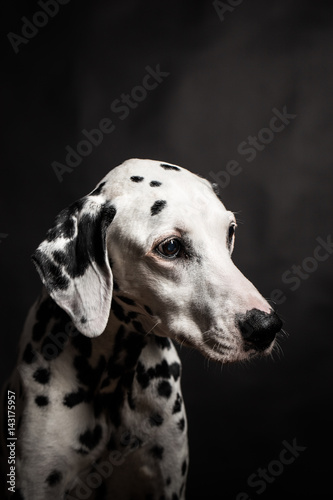 Beautiful Dalmatian on black