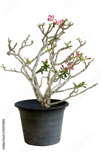 Tree plant in the pot 