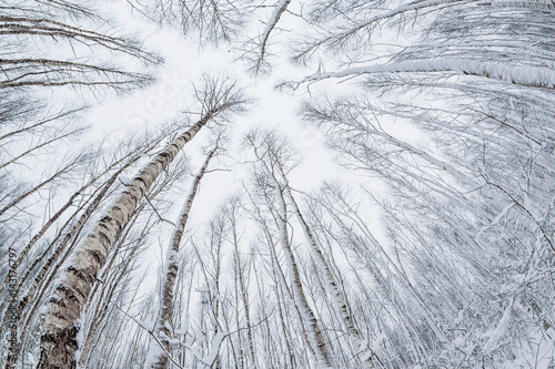 Winter forest. Snowy wood captured with Fish-Eye lens. Bottom view.
