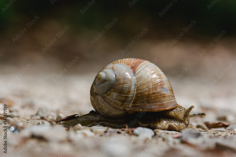 Schnecke mit großem Schneckenhaus mit Wasser auf Kieselboden Schnecke mit großem Schneckenhaus mit Wasser auf Kieselboden