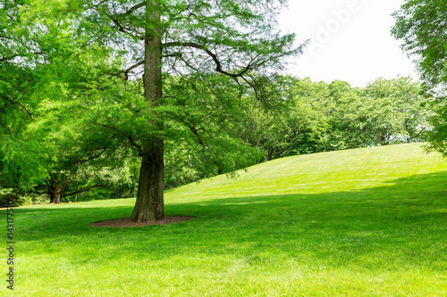 Green grass and trees on a meadow.