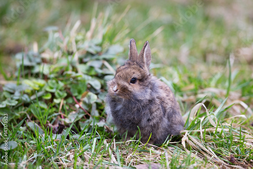 Gray, decorative, small furry rabbit on the grass