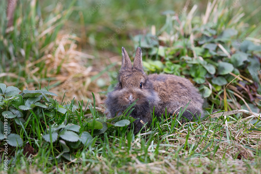 Gray, decorative, small furry rabbit on the grass Gray, decorative, small furry rabbit on the grass